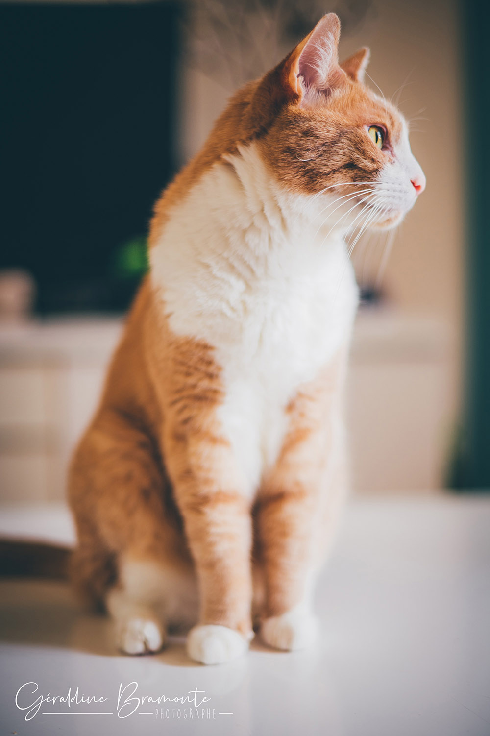 Geraldine-Bramonte-Photographe-Animaux-chat-cali-merry-001