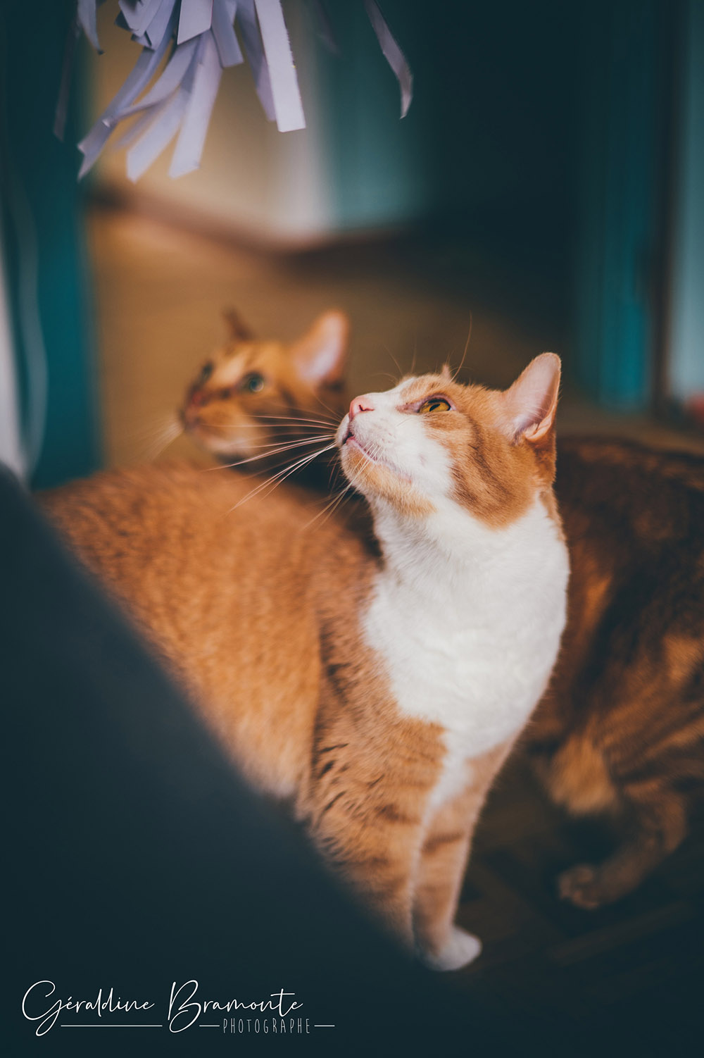 Geraldine-Bramonte-Photographe-Animaux-chat-cali-merry-004