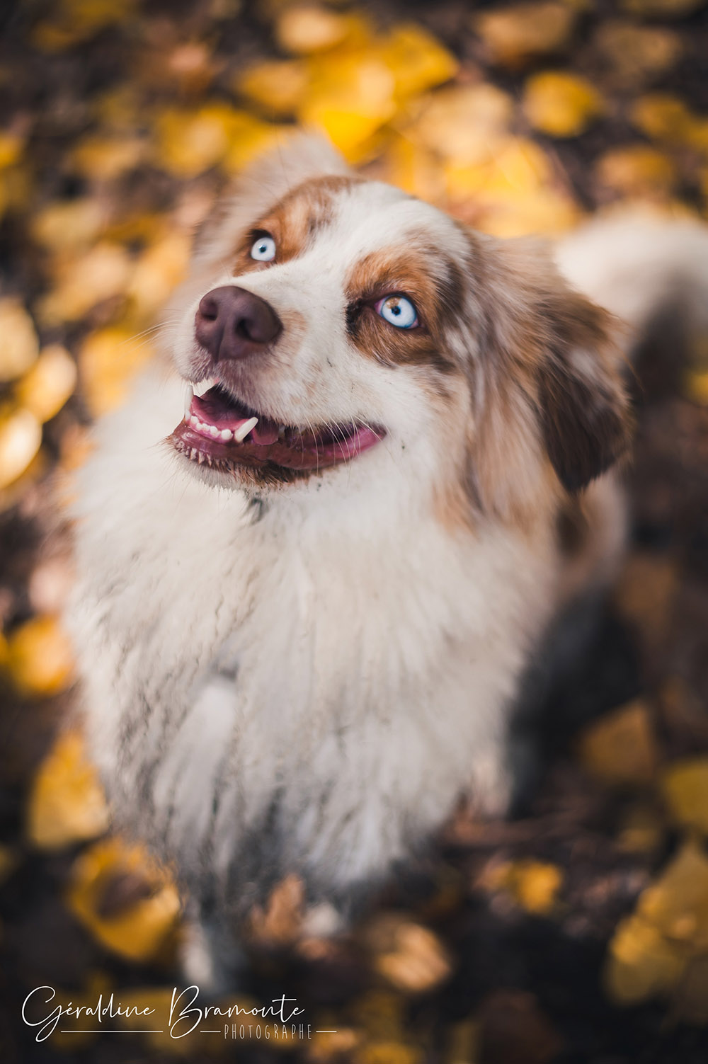 Geraldine-Bramonte-Photographe-Animaux-chien-maybe015