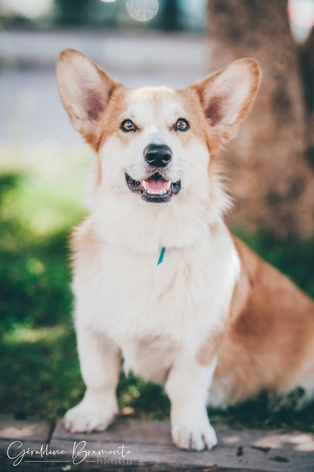 Geraldine-Bramonte-Photographe-Animaux-chien-oto-corgi-014