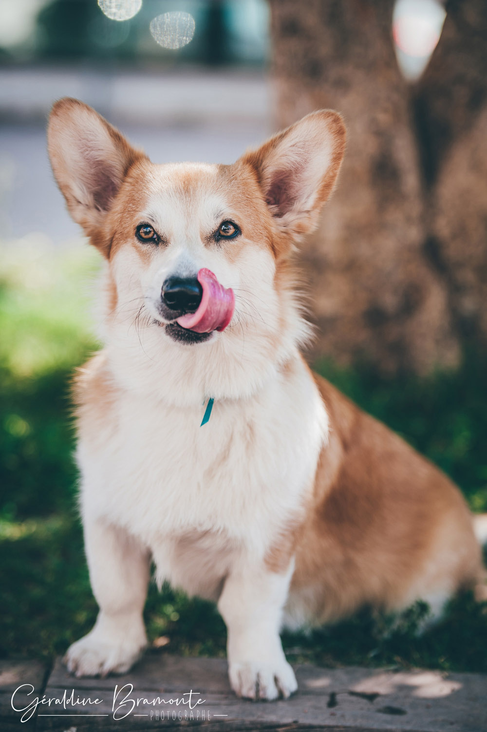 Geraldine-Bramonte-Photographe-Animaux-chien-oto-corgi-015