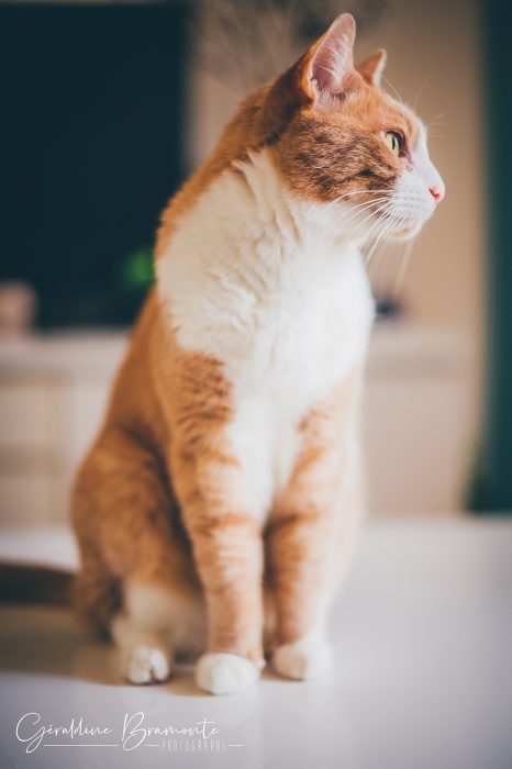 Geraldine-Bramonte-Photographe-Animaux-chat-cali-merry-001