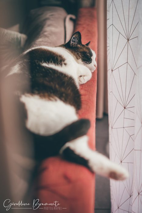 Geraldine-Bramonte-Photographe-Animaux-chat-chien-047