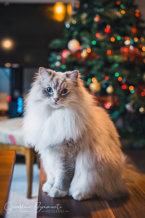 Geraldine-Bramonte-Photographe-Animaux-chat-chien-108