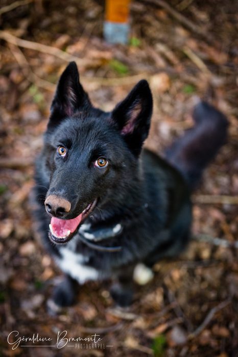 Geraldine-Bramonte-Photographe-Animaux-chat-chien-150