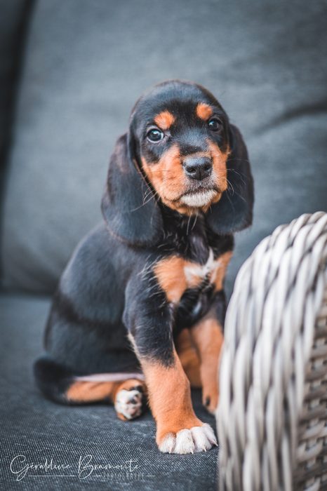 Geraldine-Bramonte-Photographe-Animaux-chat-chien-160