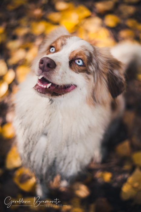 Geraldine-Bramonte-Photographe-Animaux-chien-maybe015