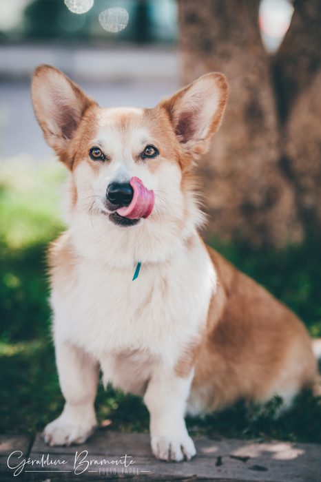 Geraldine-Bramonte-Photographe-Animaux-chien-oto-corgi-015